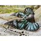 Yolanda Fleurs Avec Isabella Butterfly Collar(Reservation/15 Colours/Full Payment Without Shipping)